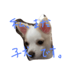 misumaidog（個別スタンプ：3）