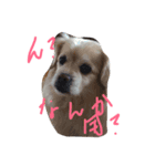 misumaidog（個別スタンプ：4）