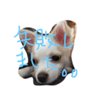 misumaidog（個別スタンプ：6）