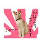 がんちゃん 猫（個別スタンプ：1）