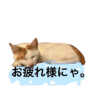 がんちゃん 猫（個別スタンプ：2）