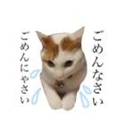 がんちゃん 猫（個別スタンプ：3）