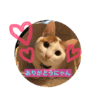 がんちゃん 猫（個別スタンプ：4）