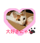 がんちゃん 猫（個別スタンプ：5）