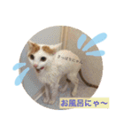 がんちゃん 猫（個別スタンプ：6）