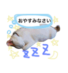 がんちゃん 猫（個別スタンプ：7）