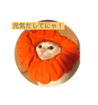 がんちゃん 猫（個別スタンプ：10）