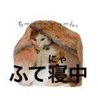 がんちゃん 猫（個別スタンプ：11）