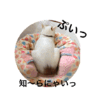 がんちゃん 猫（個別スタンプ：12）