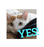 がんちゃん 猫（個別スタンプ：13）