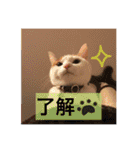 がんちゃん 猫（個別スタンプ：15）