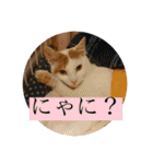 がんちゃん 猫（個別スタンプ：16）