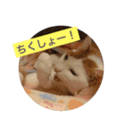 がんちゃん 猫（個別スタンプ：17）