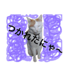 がんちゃん 猫（個別スタンプ：18）