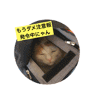 がんちゃん 猫（個別スタンプ：19）
