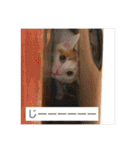 がんちゃん 猫（個別スタンプ：20）