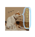 がんちゃん 猫（個別スタンプ：21）