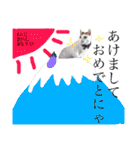がんちゃん 猫（個別スタンプ：24）