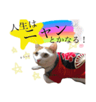 がんちゃん 猫（個別スタンプ：25）