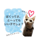 がんちゃん 猫（個別スタンプ：26）