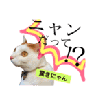 がんちゃん 猫（個別スタンプ：27）