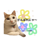がんちゃん 猫（個別スタンプ：30）
