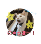 がんちゃん 猫（個別スタンプ：32）