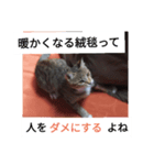 猫のメル3（個別スタンプ：7）