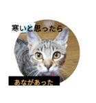 猫のメル3（個別スタンプ：8）