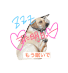愛犬てぃだです。（個別スタンプ：1）