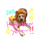 愛犬てぃだです。（個別スタンプ：3）
