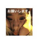 愛犬てぃだです。（個別スタンプ：4）