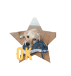 愛犬てぃだです。（個別スタンプ：6）