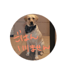 愛犬てぃだです。（個別スタンプ：7）