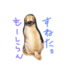 愛犬てぃだです。（個別スタンプ：8）