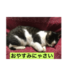 猫のたまさん（個別スタンプ：2）