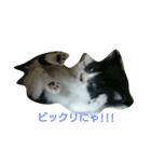 子猫のアモちゃん（個別スタンプ：1）