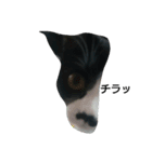 子猫のアモちゃん（個別スタンプ：5）