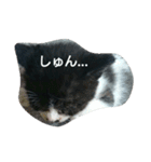 子猫のアモちゃん（個別スタンプ：6）