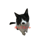 子猫のアモちゃん（個別スタンプ：8）