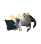 子猫のアモちゃん（個別スタンプ：9）