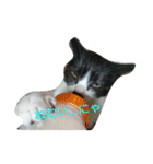 子猫のアモちゃん（個別スタンプ：11）