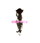 子猫のアモちゃん（個別スタンプ：12）
