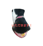 子猫のアモちゃん（個別スタンプ：17）