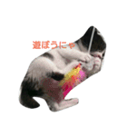 子猫のアモちゃん（個別スタンプ：18）