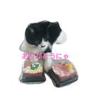子猫のアモちゃん（個別スタンプ：19）
