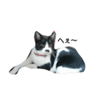 子猫のアモちゃん（個別スタンプ：23）