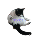 子猫のアモちゃん（個別スタンプ：24）