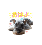 ミニチュアシュナウザーのコビィ（個別スタンプ：4）