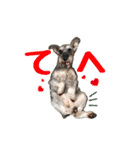 ミニチュアシュナウザーのコビィ（個別スタンプ：7）